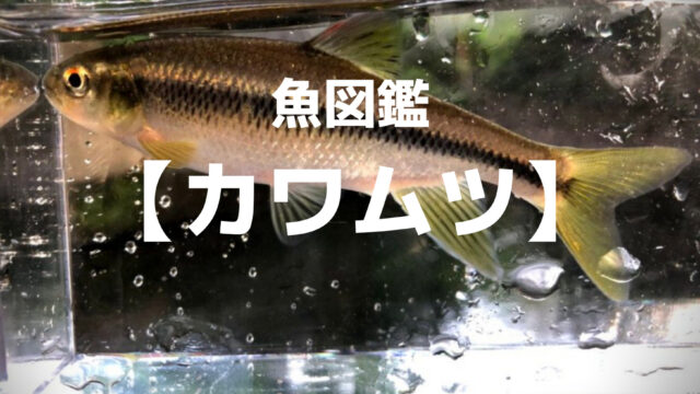 釣り魚図鑑 ムギツク つれつれlab