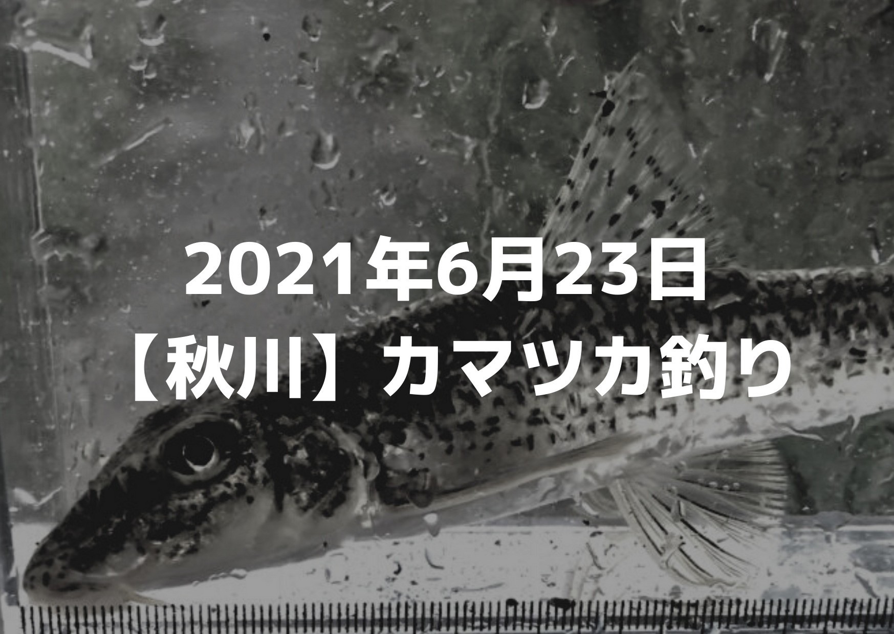 21年6月23日秋川カマツカ釣り つれつれlab 21年6月23日秋川カマツカ釣り つれつれlab