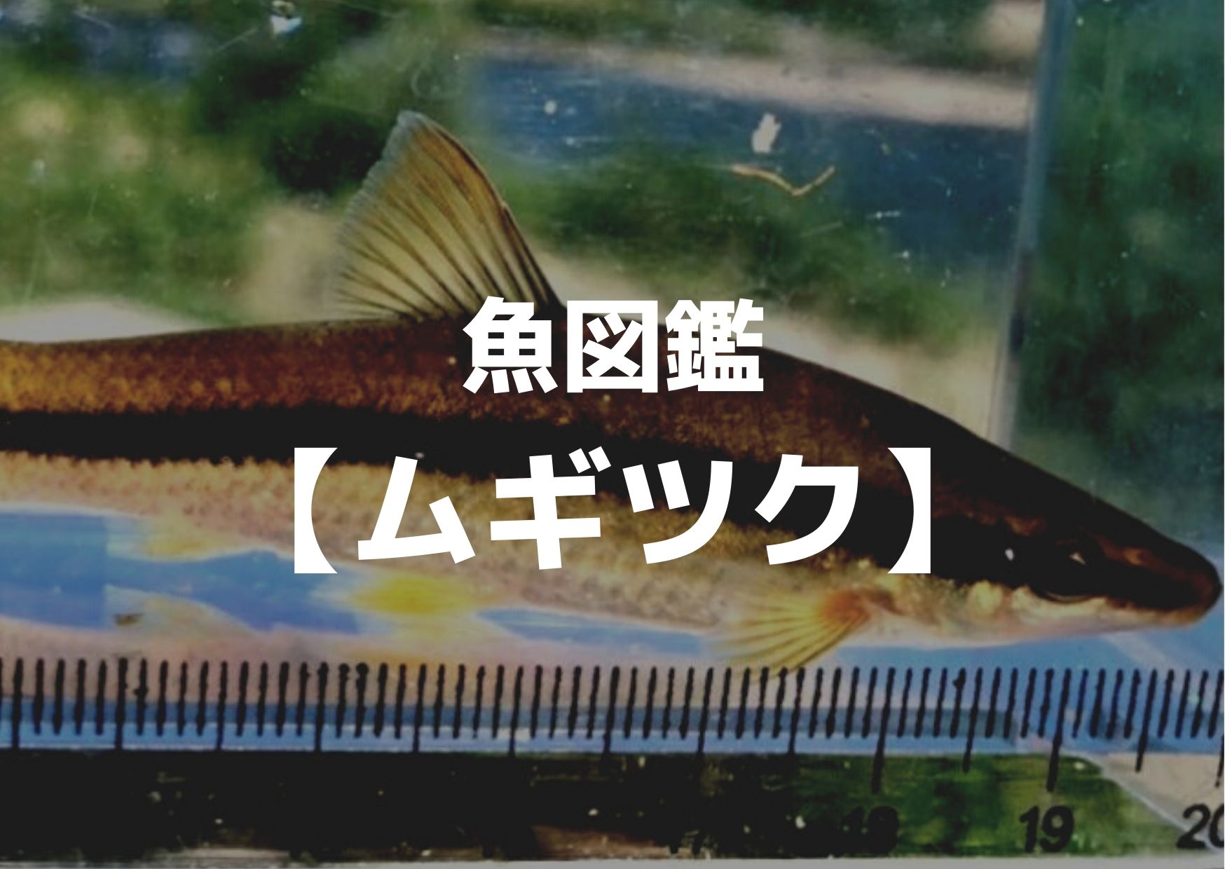 釣り魚図鑑 ムギツク つれつれlab