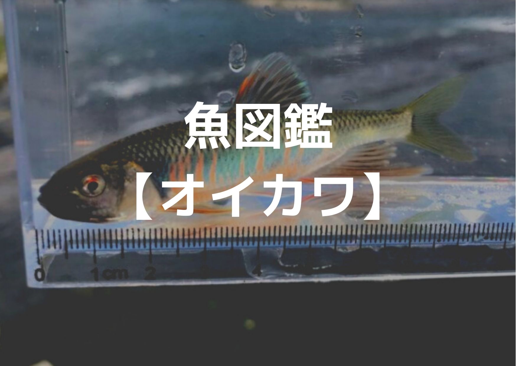 釣り魚図鑑 オイカワ つれつれlab