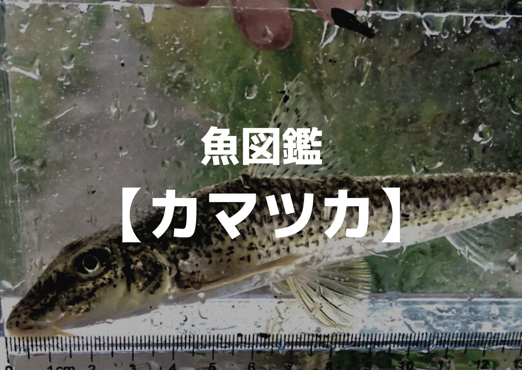 釣り魚図鑑【カマツカ】｜つれつれLab