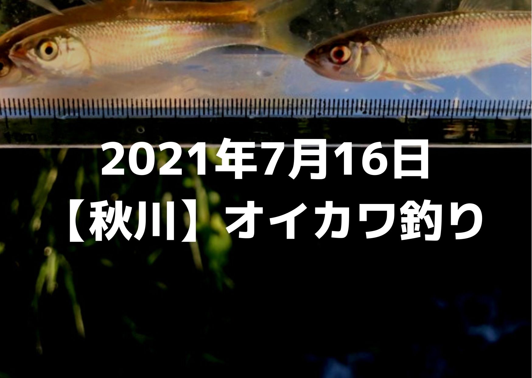 64 以上節約 鮠吉物語 山田夢川 ヤマベ オイカワ Lacistitis Es