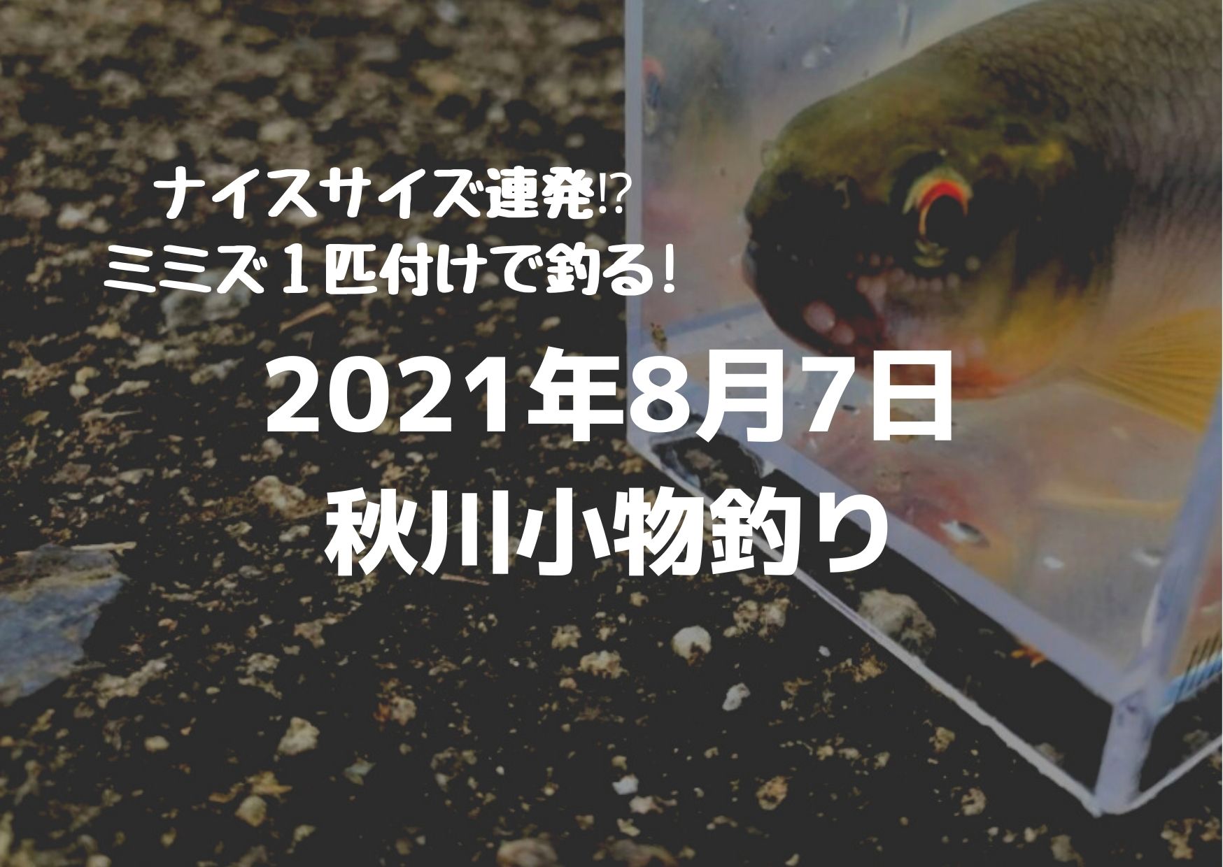 21年8月7日秋川小物釣り釣行 つれつれlab