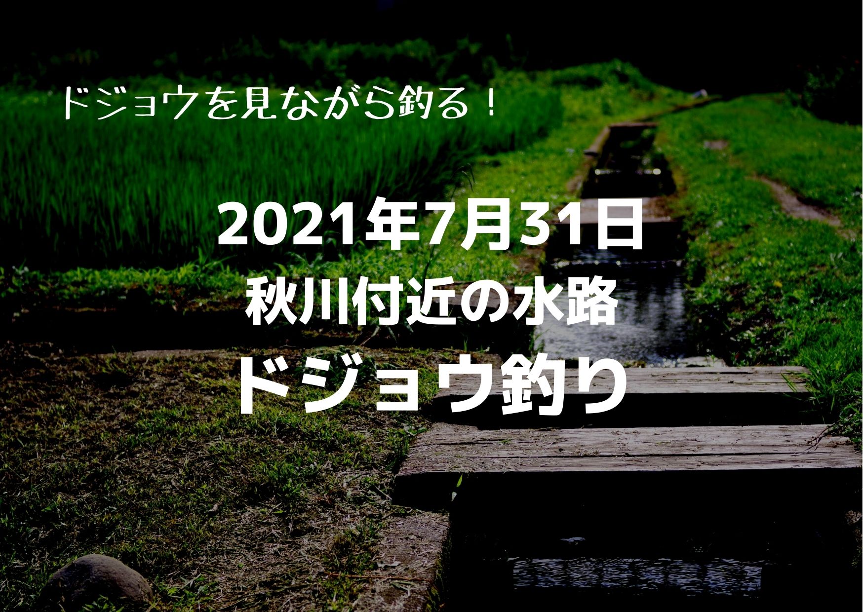 2021年7月31日秋川付近の水路でドジョウ釣り｜つれつれLab