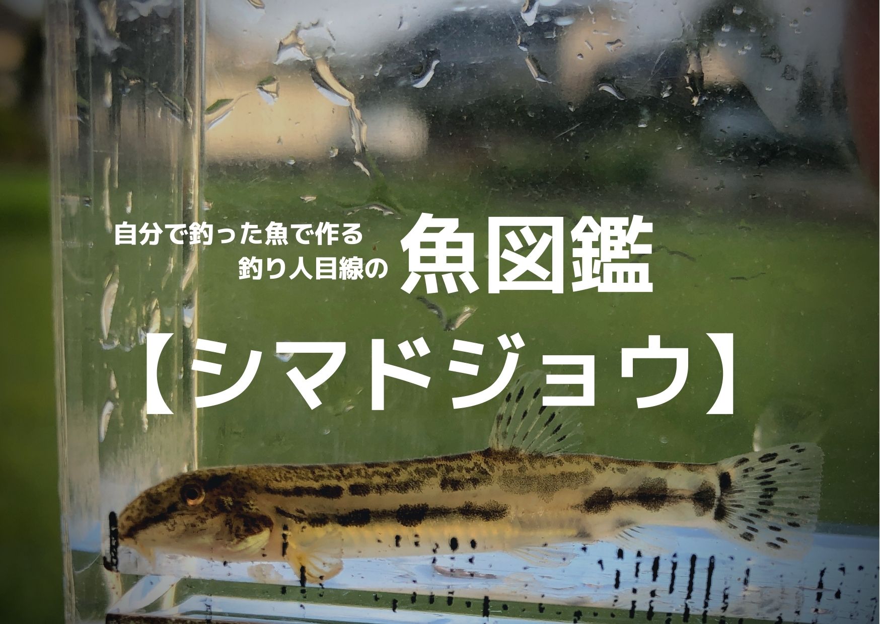 田村釣具　鰌(シマドジョウ) 釣った魚で作る魚図鑑【シマドジョウ】｜つれつれLab